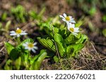 Small photo of Closeup of white marsh marigold daisy flowers on Linkins Lake trail on Independence Pass in rocky mountains near Aspen, Colorado in summer with ground level view of leaves