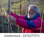 old caucasian strong italian farmer pruning grapes at sunset in the winefarm in the hills of Arda Valley in Emilia Romagna, Italy at sunset