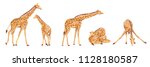 Collection Of Giraffes. Animals ...