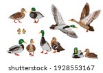 Mallard duck set. Male, female and ducklings of the Mallard duck Anas platyrhynchos. Realistic vector illustration of wild birds of Europe, America and North Africa.