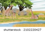 A Herd Of African Giraffes With ...