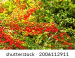 Autumn Ripe Red Pyracantha...