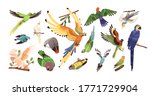 set of different tropical... | Shutterstock .eps vector #1771729904