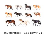 Collection Of Horses And Pony...