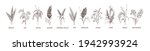 set of cereal plants. crops of... | Shutterstock .eps vector #1942993924