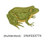 Big Adult Frog. Realistic Green ...