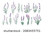 Lavender Flowers Set. French...