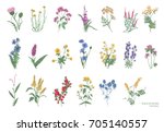 collection of beautiful wild... | Shutterstock .eps vector #705140557
