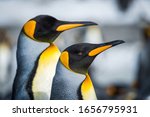 Close-up of two king penguins looking ahead