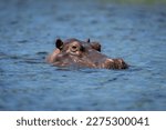 Small photo of Hippo in river watching camera in sunshine