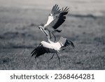 Small photo of Mono yellow-billed storks squabble on grassy riverbank