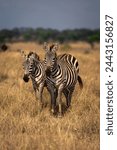Two plains zebra stand facing...