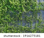 Full Frame Background of Fresh Green Climbing Plants on Metal Wire Mesh Fence
