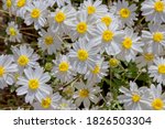 A Cluster Of Blackfoot Daisies...