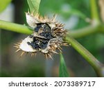 Small photo of datura stramonium plant with lila flowers and black,toxic seeds close up