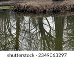 Small photo of reflexion in pond water trees and special roots