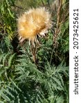 Artichoke Flower When Its Dry...