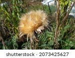 Artichoke Flower When Its Dry...