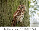 The Tawny Owl Or Brown Owl Is A ...