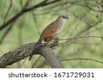 The white-browed coucal or lark-heeled cuckoo, is a species of cuckoo in the Cuculidae family.
