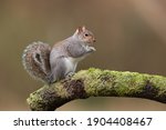 The Eastern Gray Squirrel  Also ...