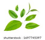 swt fresh green tea leaf isolated on white background