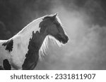 Spotted pinto horse in the evening pasture. Dark and white spots. Black and white photography.