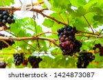 Small photo of Wine grapes in PB Valley Khao Yai, Northern Thailand. Harvesting of wine grapes is from end of January to the middle of March each year but table grapes are grown and harvested all year around.