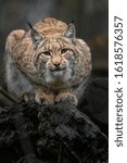 Portrait Of Eurasian Lynx On Log