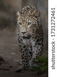 Portrait Of Persian Leopard In...
