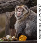 Barbary Macaque Eating...