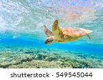 A turtle diving back to the...