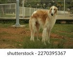 Small photo of Horacio, dog originally from Russia - Juiz de Fora - MG - Brasil