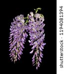 wisteria flower isolated on... | Shutterstock . vector #1194081394