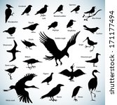 Set Of Birds Silhouettes On...