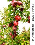 Small photo of Red apple cluster on a tree branch - red delicious, scarlet spu, red chief, early red one, starkrimson