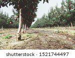 Small photo of Red apple cluster on a tree branch - red delicious, scarlet spu, red chief, early red one, starkrimson