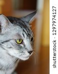 The Profile Of The Silver Tabby ...