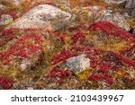 Small photo of A carpet of vibrant red Alpine bearberry, Arctous alpina during autumn foliage in Finnish Lapland, Northern Europe.