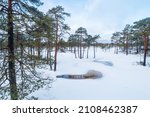 Scots Pine Trees In A Snowy Bog ...