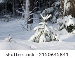 A small European Spruce, Picea abies covered with snow in Estonian boreal forest