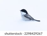 Small WIllow tit standing on snow in wintry Finland, Northern Europe	