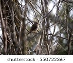 Hermit Thrush sits among trees and bushes in early spring.
