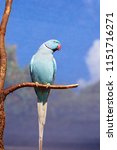 Blue Indian Ring Neck Parrot...