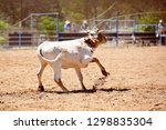 Small photo of A calf is lassoed around the neck in a team roping event at an Australian country rodeo