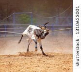 Small photo of Animal being lassoed by cowboys in a team calf roping competition at an Australian country rodeo