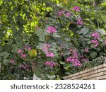 Small photo of Bauhinia variegata pink and purple flowers and green leaves, common names include orchid, mountain ebony, ox's foot or cow's foot.