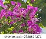 Small photo of Bauhinia variegata pink and purple flowers and green leaves, common names include orchid, mountain ebony, ox's foot or cow's foot.