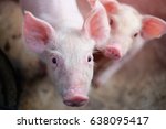 Small Piglet In The Farm. Group ...