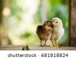 Twin or couple of little chickens friend between brown and yellow color on green or natural background and on wood floor, Both of chicks, Newborn of chickens for concept design and decorative workings